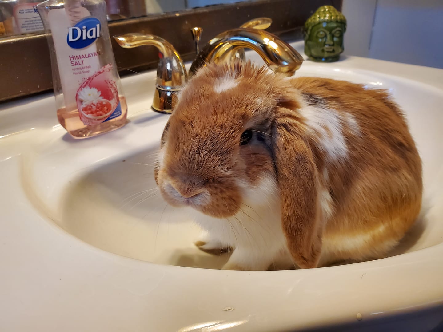 Peanut Butter the Fuzzy Lop